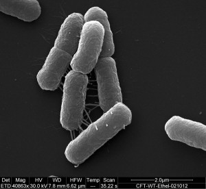 Photo bactérie pour article TWB