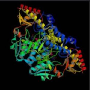 Enzyme