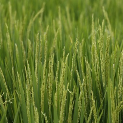 Herbe 1