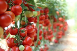 Tomatoes 3016550 1920 1
