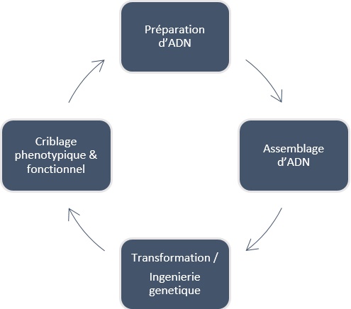 Activités plateforme ingénierie de souches