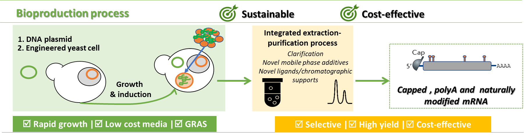 Yscript bioproduction process